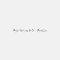 Rat Natural HO-1 Protein
